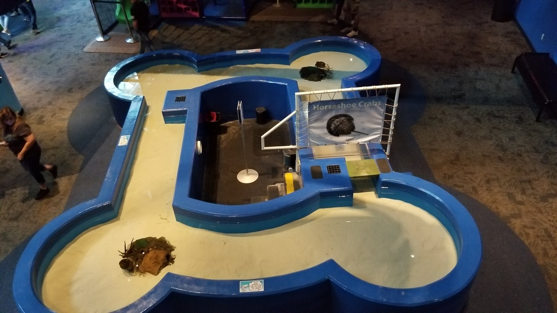 Aq of the Smokies - Horseshoe crab area from above