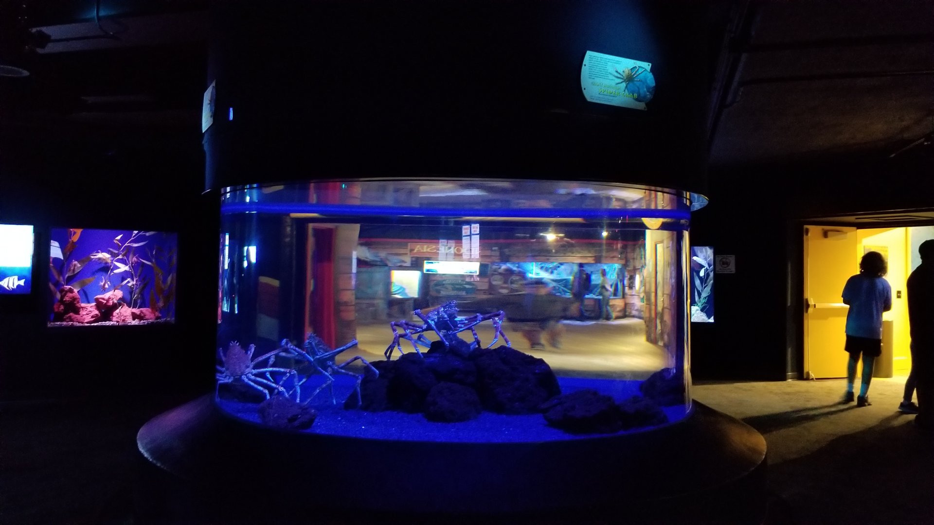 Aq of the Smokies - Japanese Spider Crabs