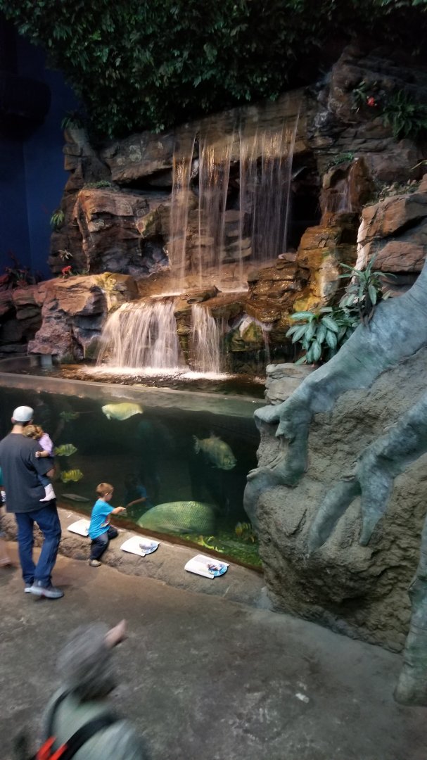 Aq of the Smokies - Large freshwater tank