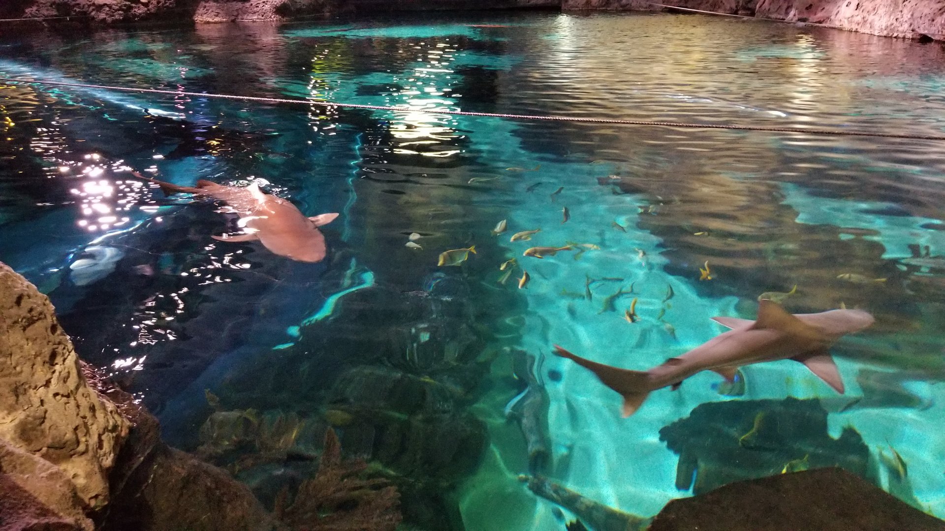 Aq of the Smokies - Large shark tank from above