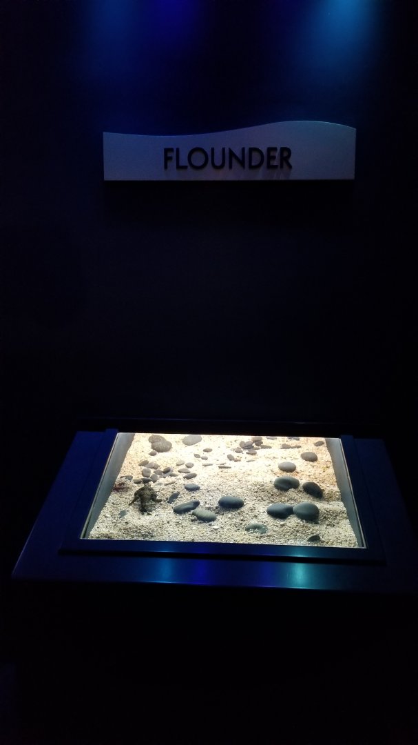 Aq of the Smokies - Longnose Batfish tank (no flounder)