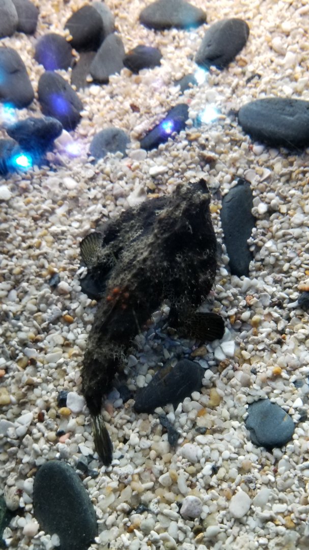 Aq of the Smokies - Longnose batfish