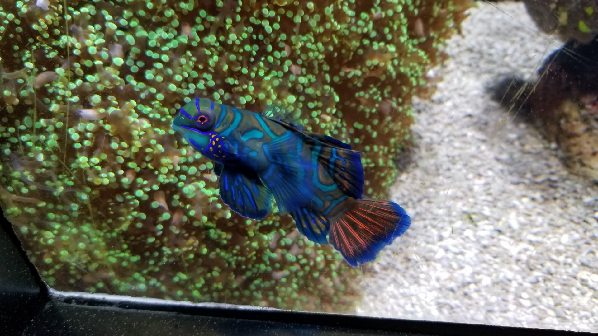 Aq of the Smokies - Mandarin Dragonet