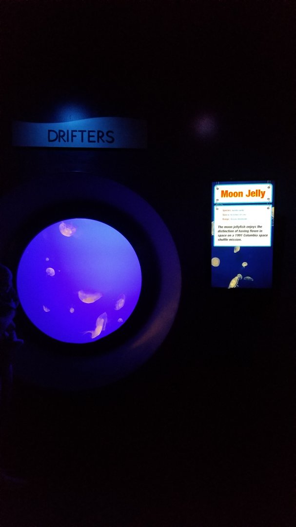 Aq of the Smokies - Moon jellies