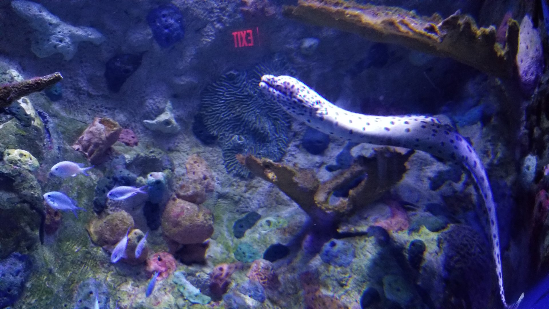 Aq of the Smokies - Moray, blackedge?