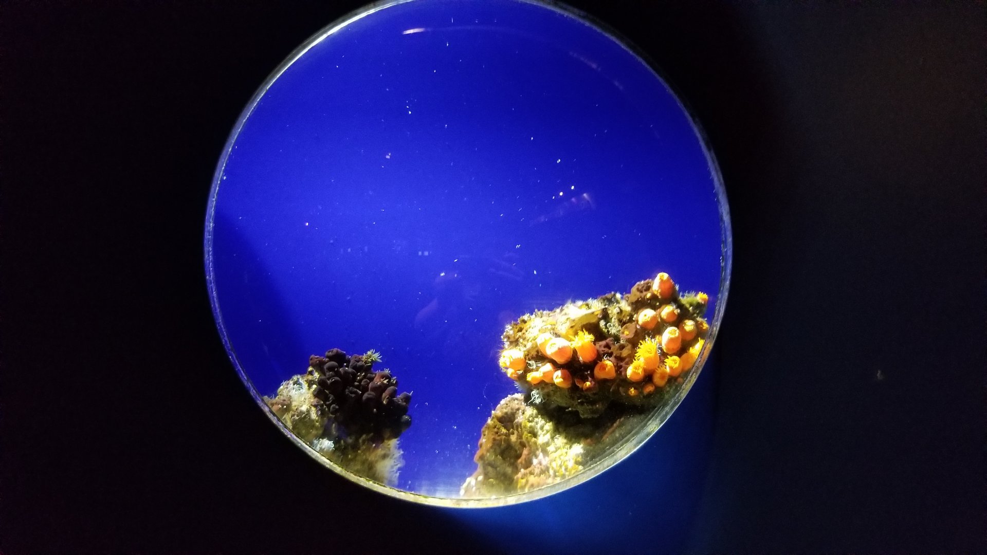 Aq of the Smokies - Mother Nature's Filters