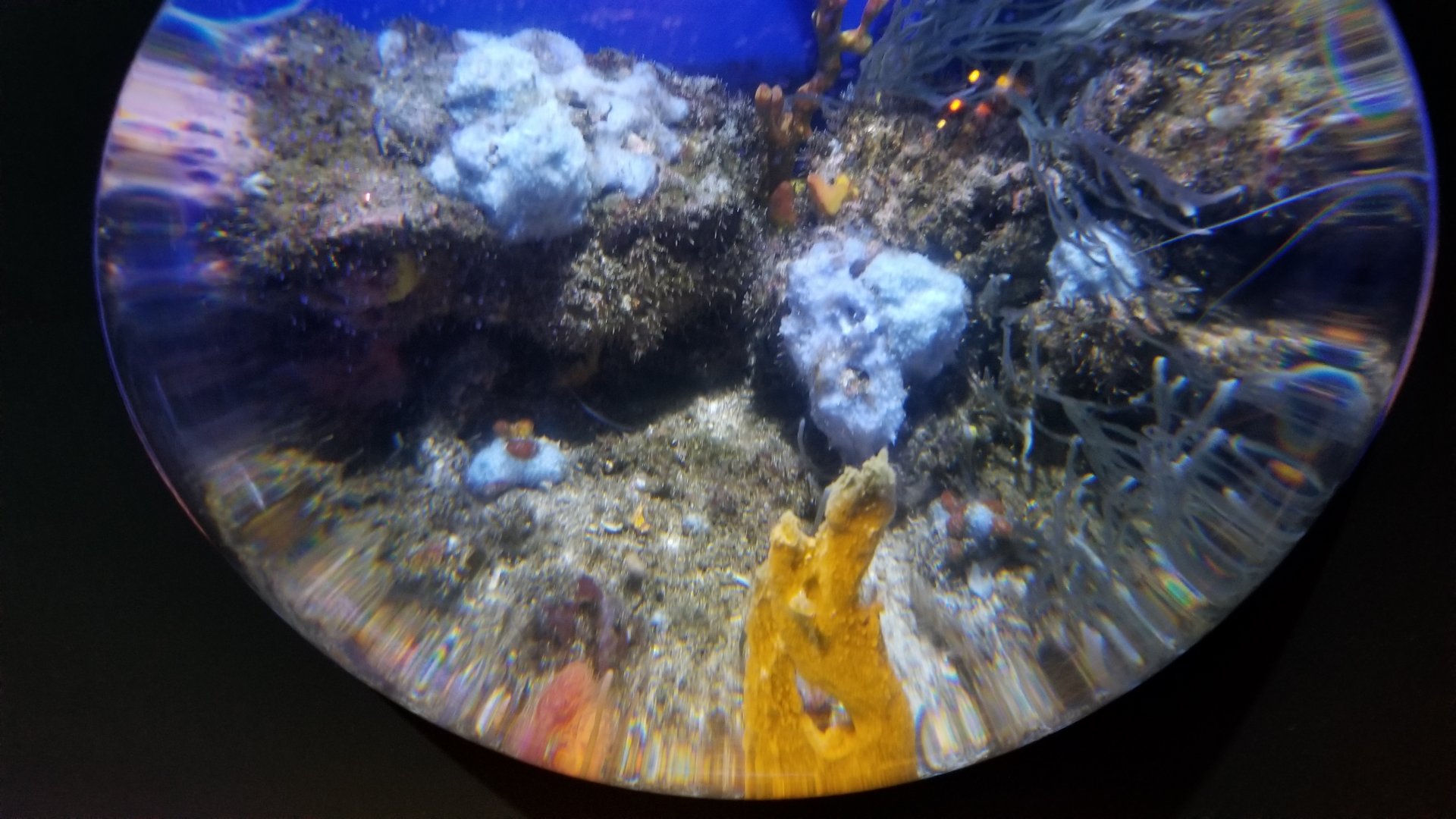 Aq of the Smokies - Mother Nature's Filters