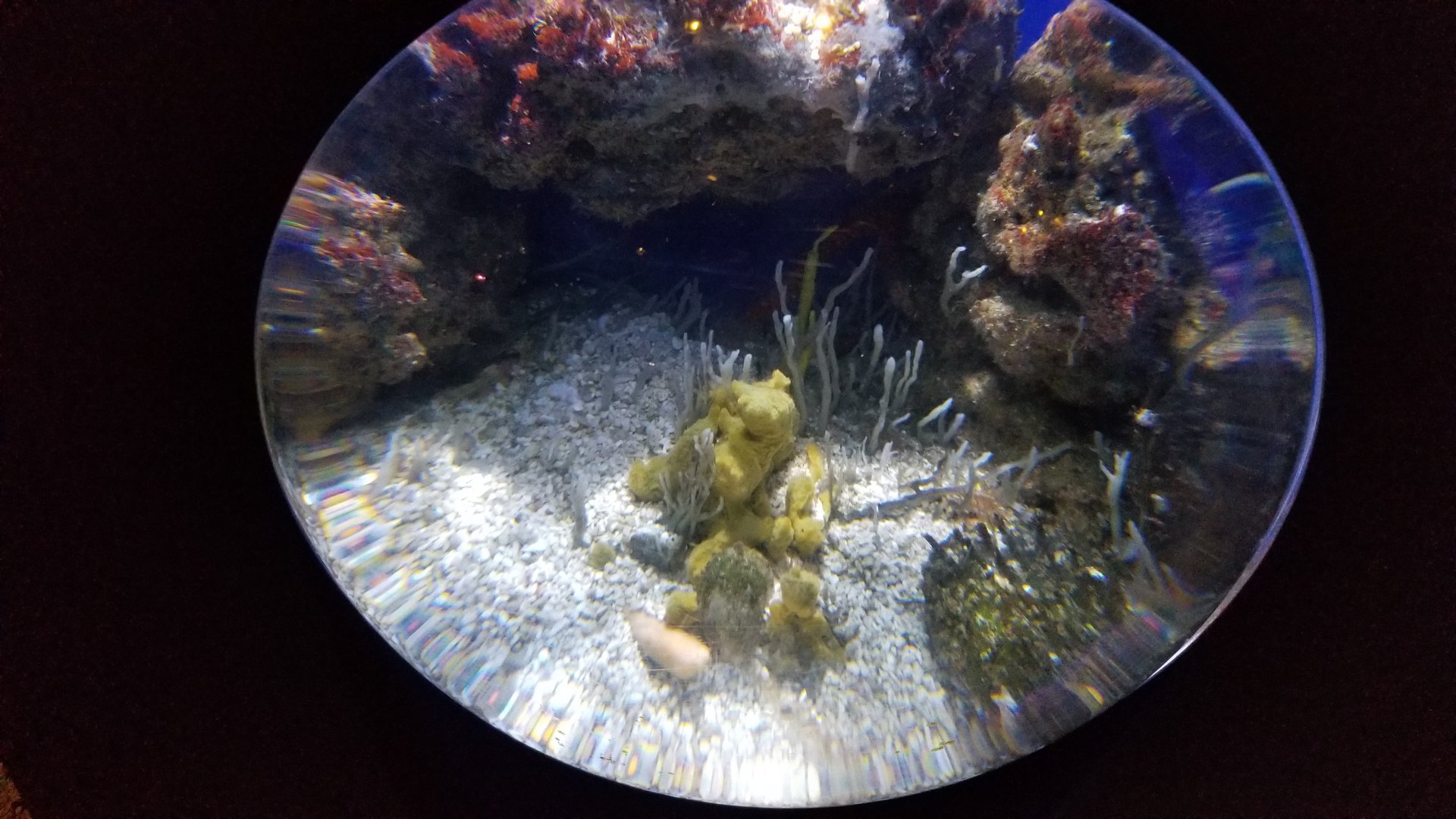 Aq of the Smokies - Mother Nature's Filters