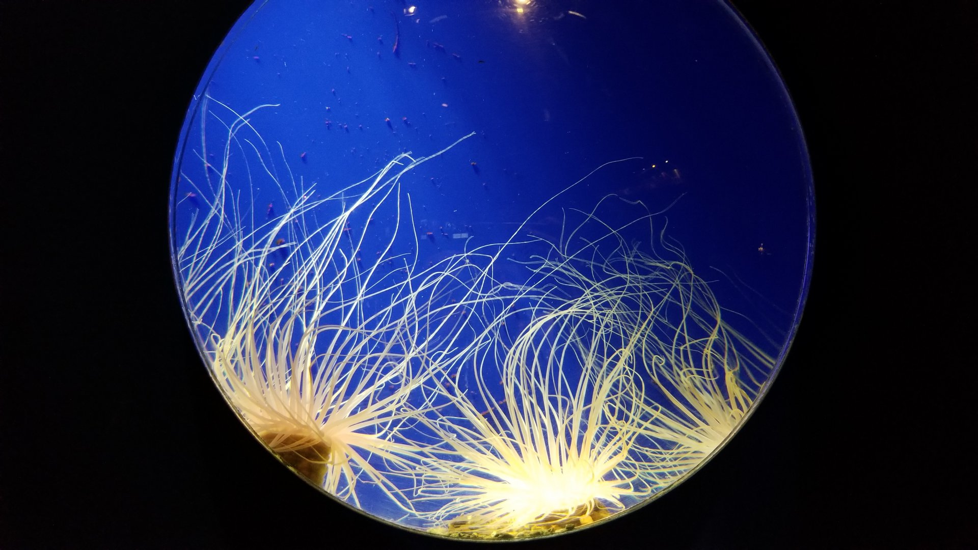 Aq of the Smokies - Mother Nature's Filters