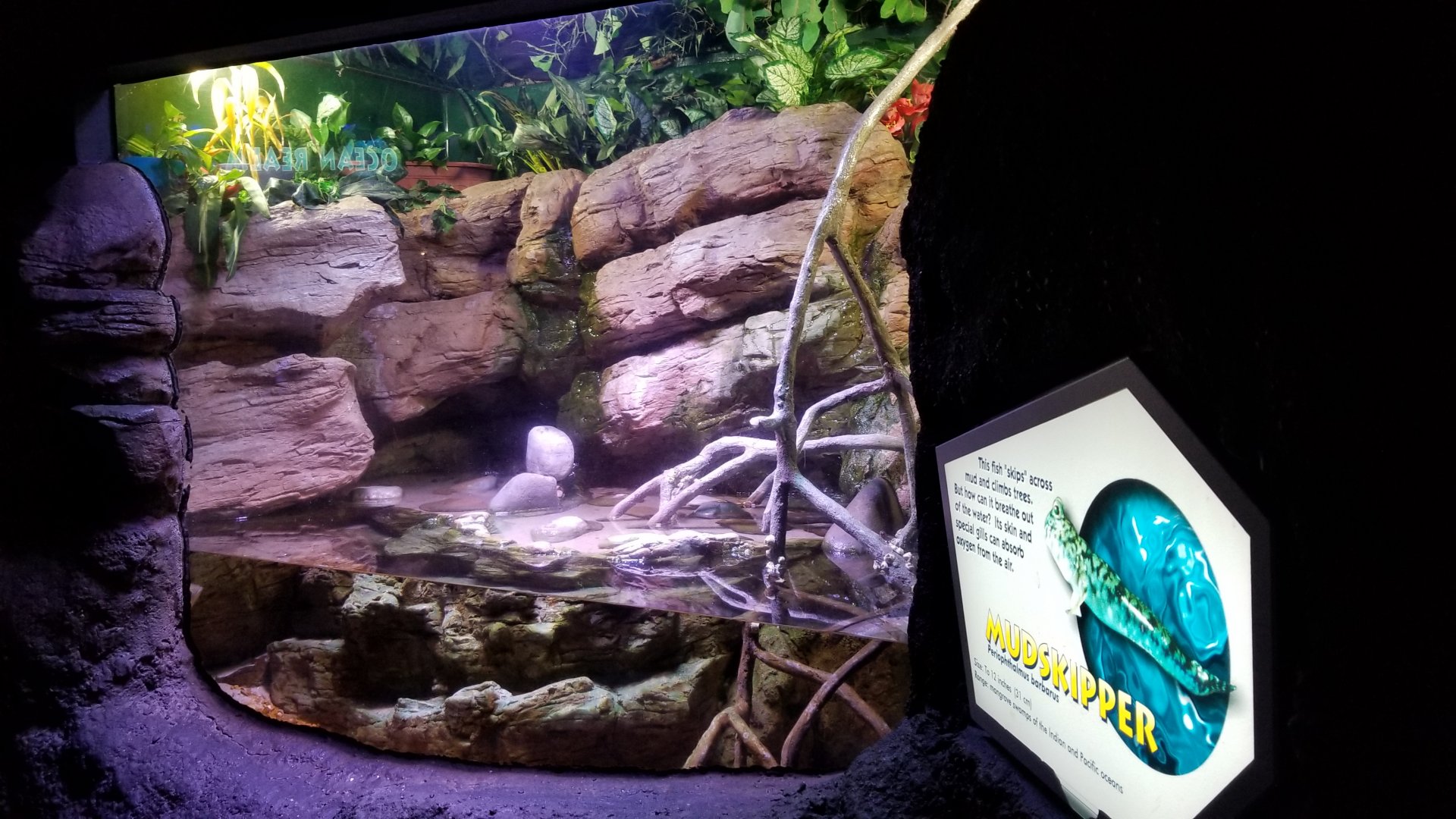 Aq of the Smokies - Mudskipper tank