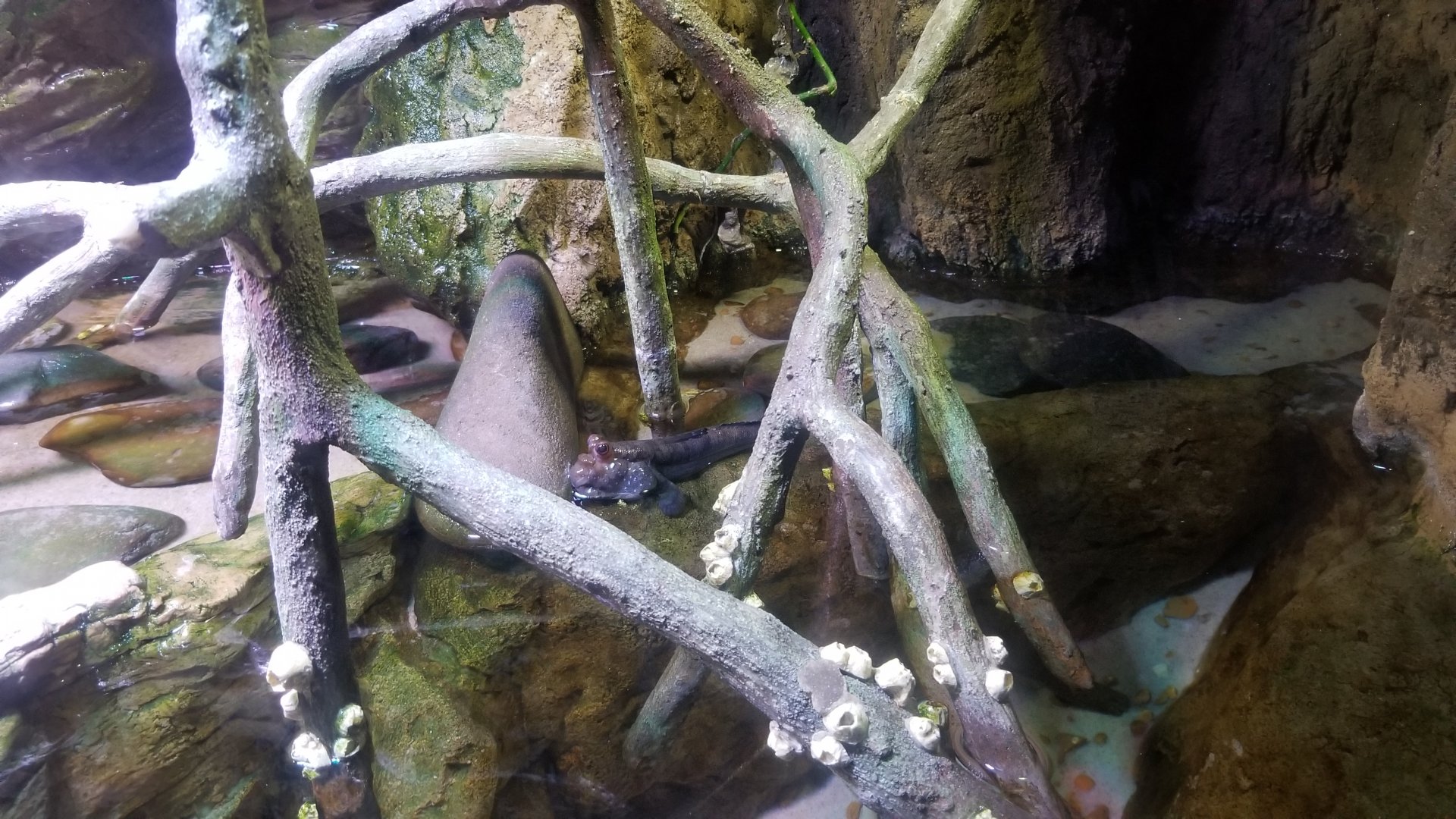 Aq of the Smokies - Mudskipper