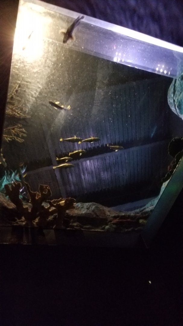 Aq of the Smokies - Odd tank from below