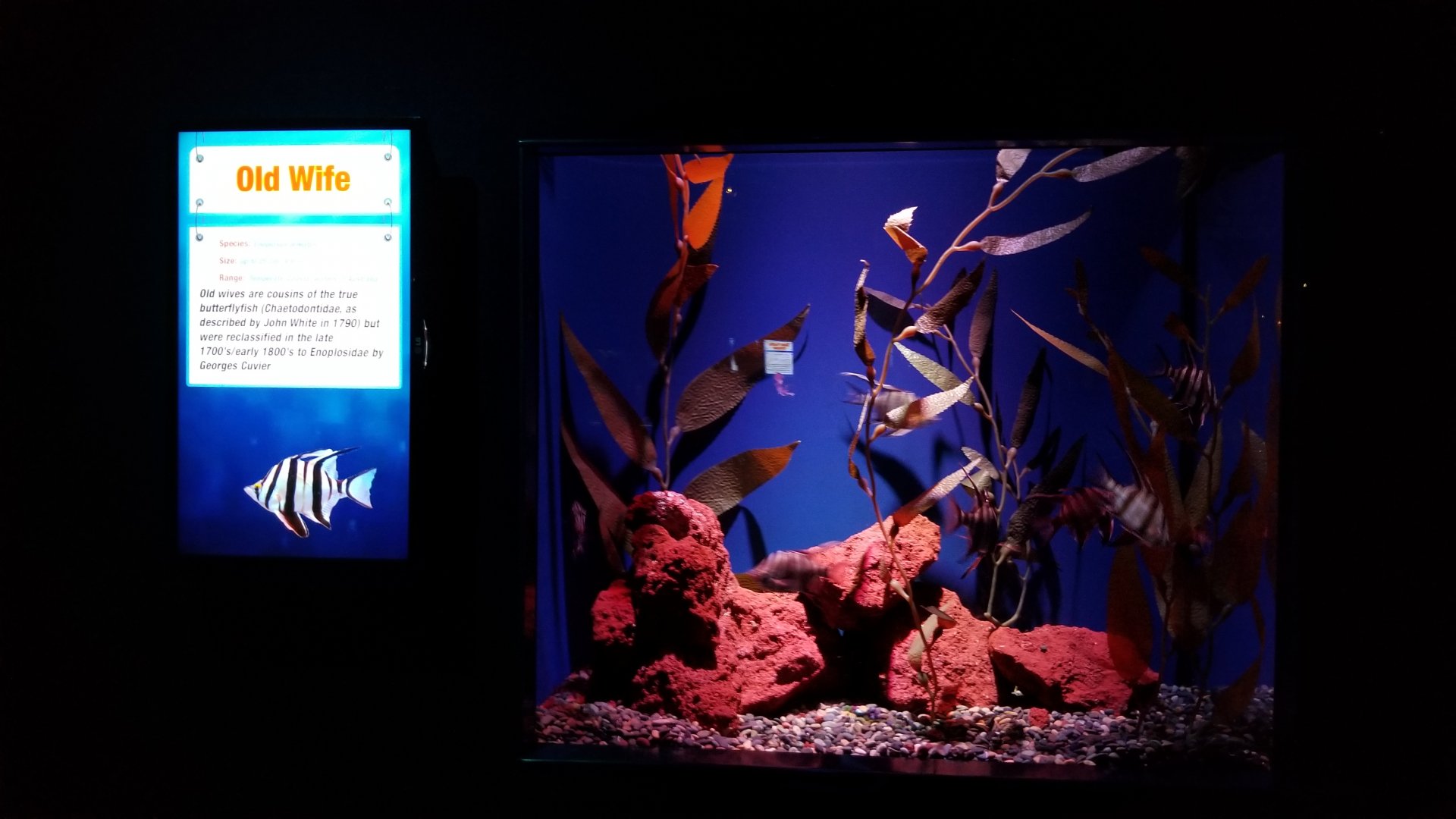 Aq of the Smokies - Old Wife