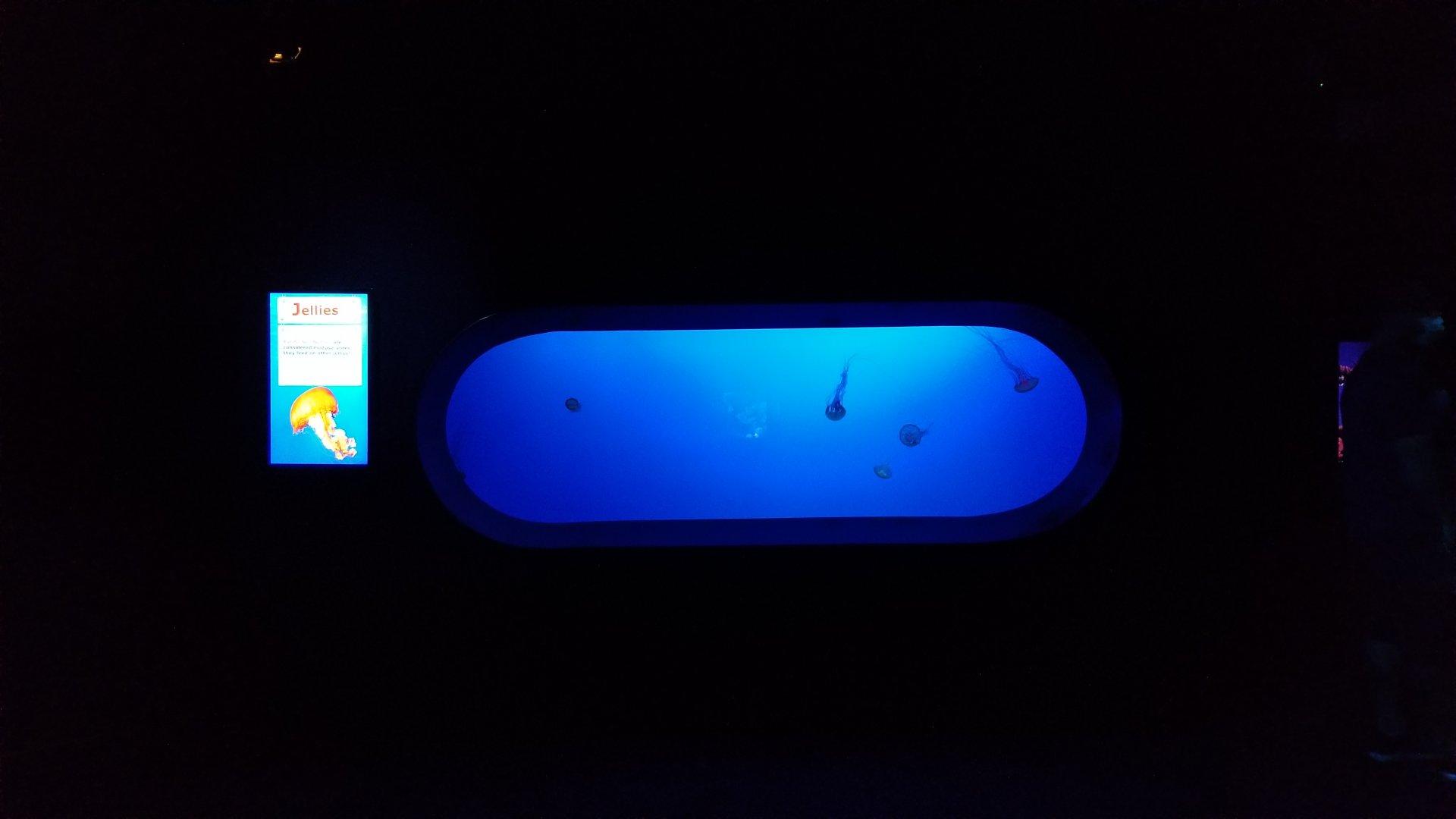 Aq of the Smokies - Pacific Sea Nettle