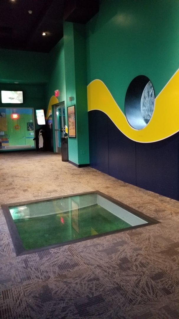 Aq of the Smokies - Penguin viewing windows (they swim under to get outside)