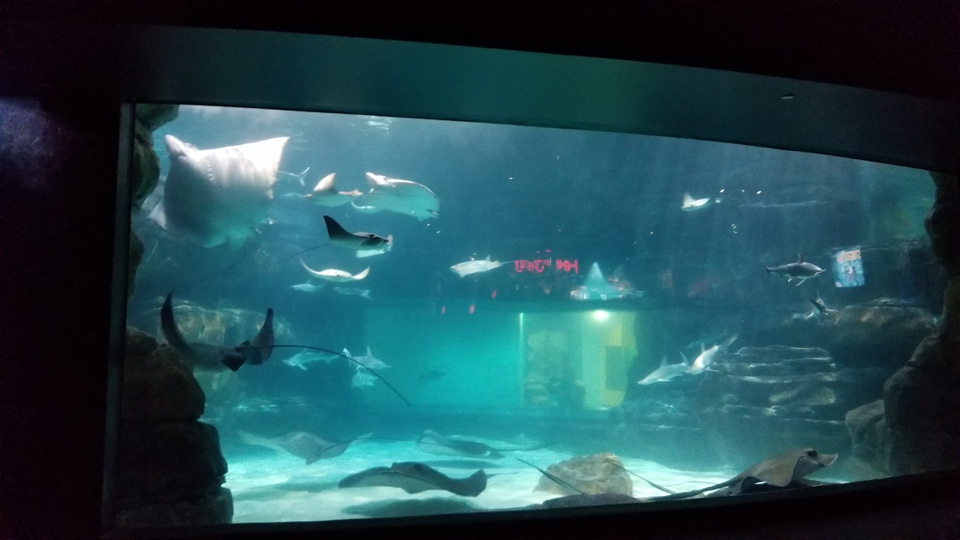 Aq of the Smokies - Rays and bonnetheads