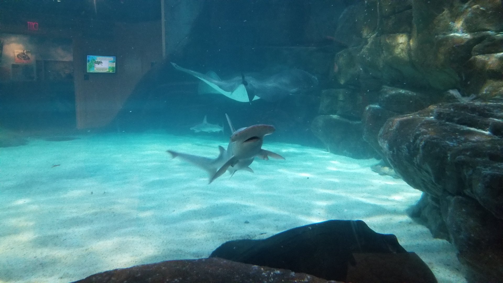 Aq of the Smokies - Rays and bonnetheads