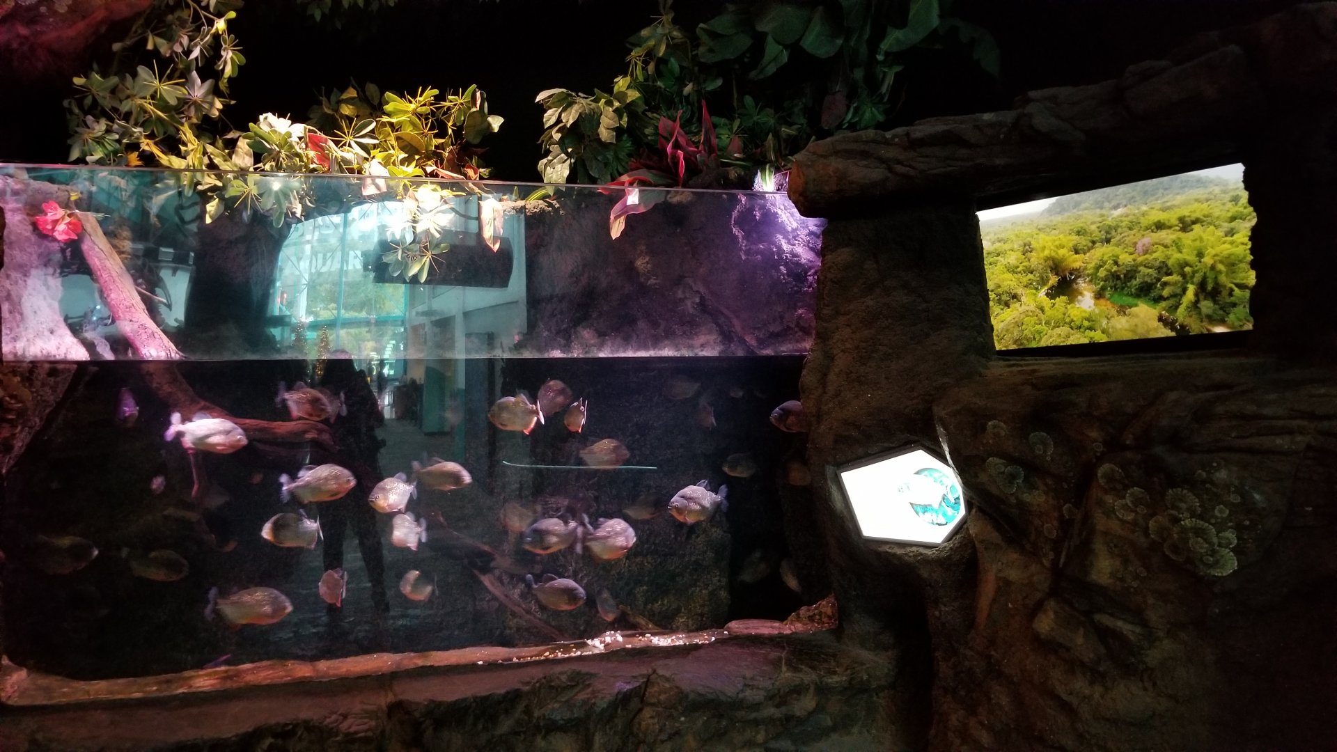 Aq of the Smokies - Red-bellied Piranha tank