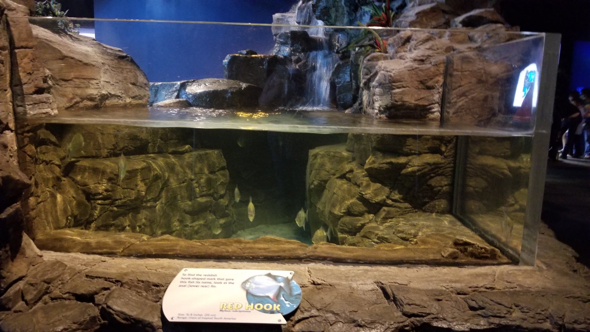 Aq of the Smokies - Red Hook tank