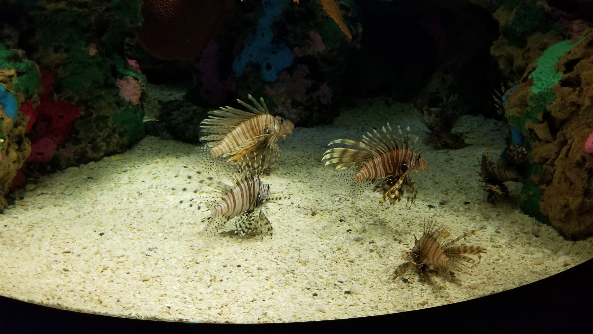 Aq of the Smokies - Red Lionfish