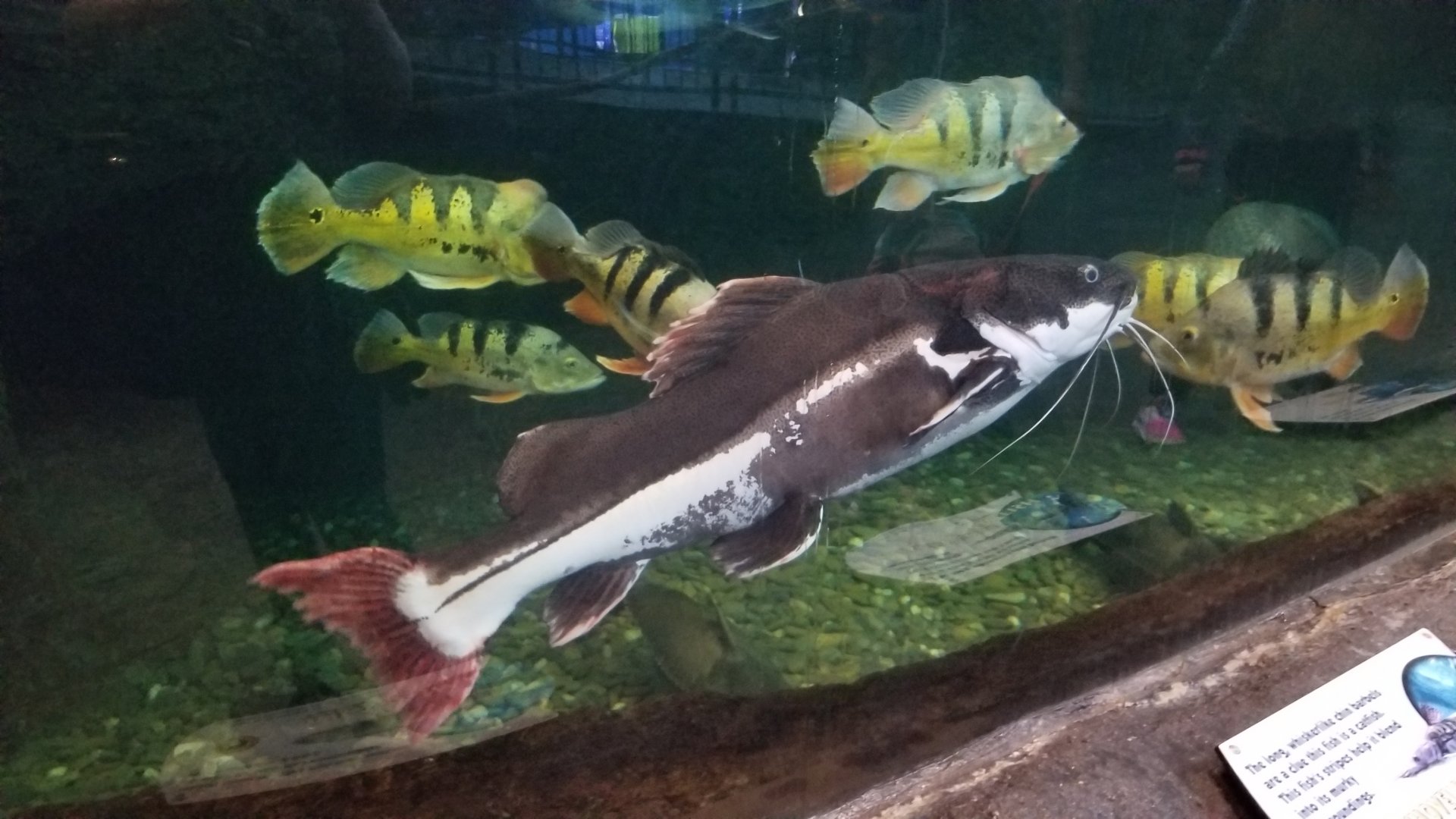 Aq of the Smokies - Redtail catfish, oscars