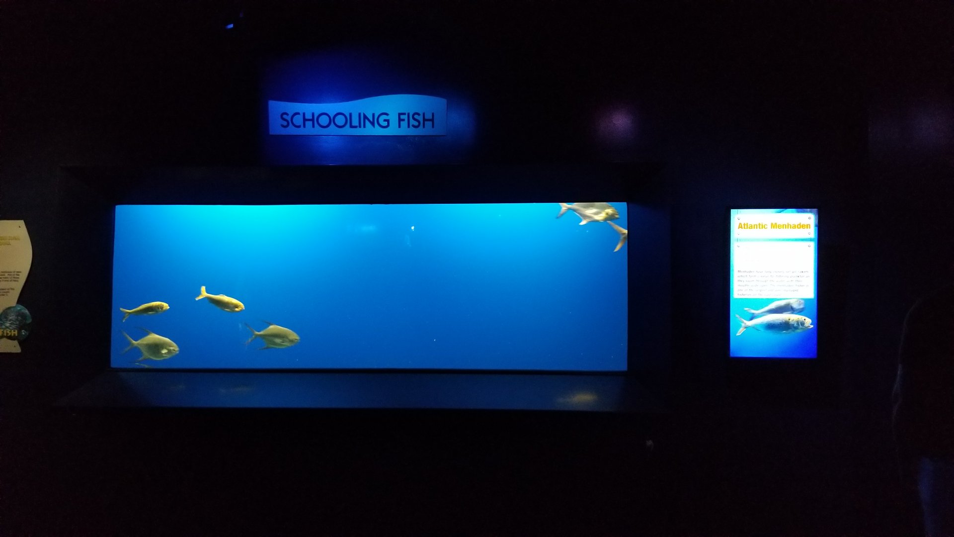 Aq of the Smokies - Schooling fish - Atlantic Menhaden, Florida Pompano