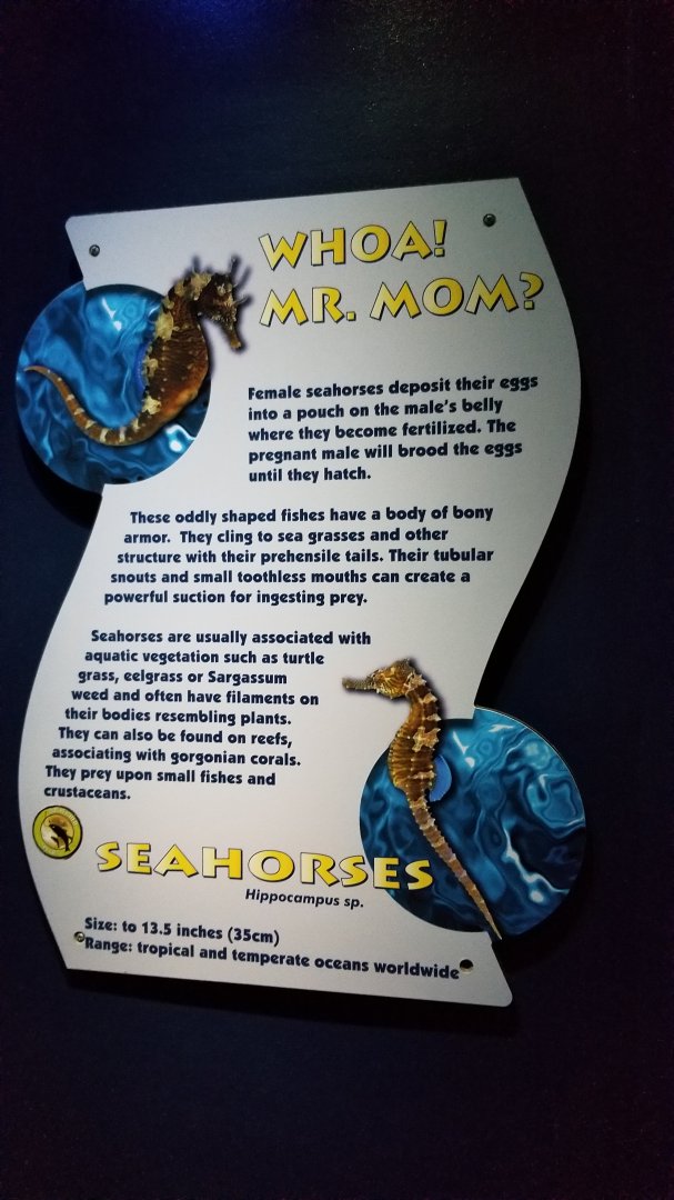 Aq of the Smokies - Seahorse sign