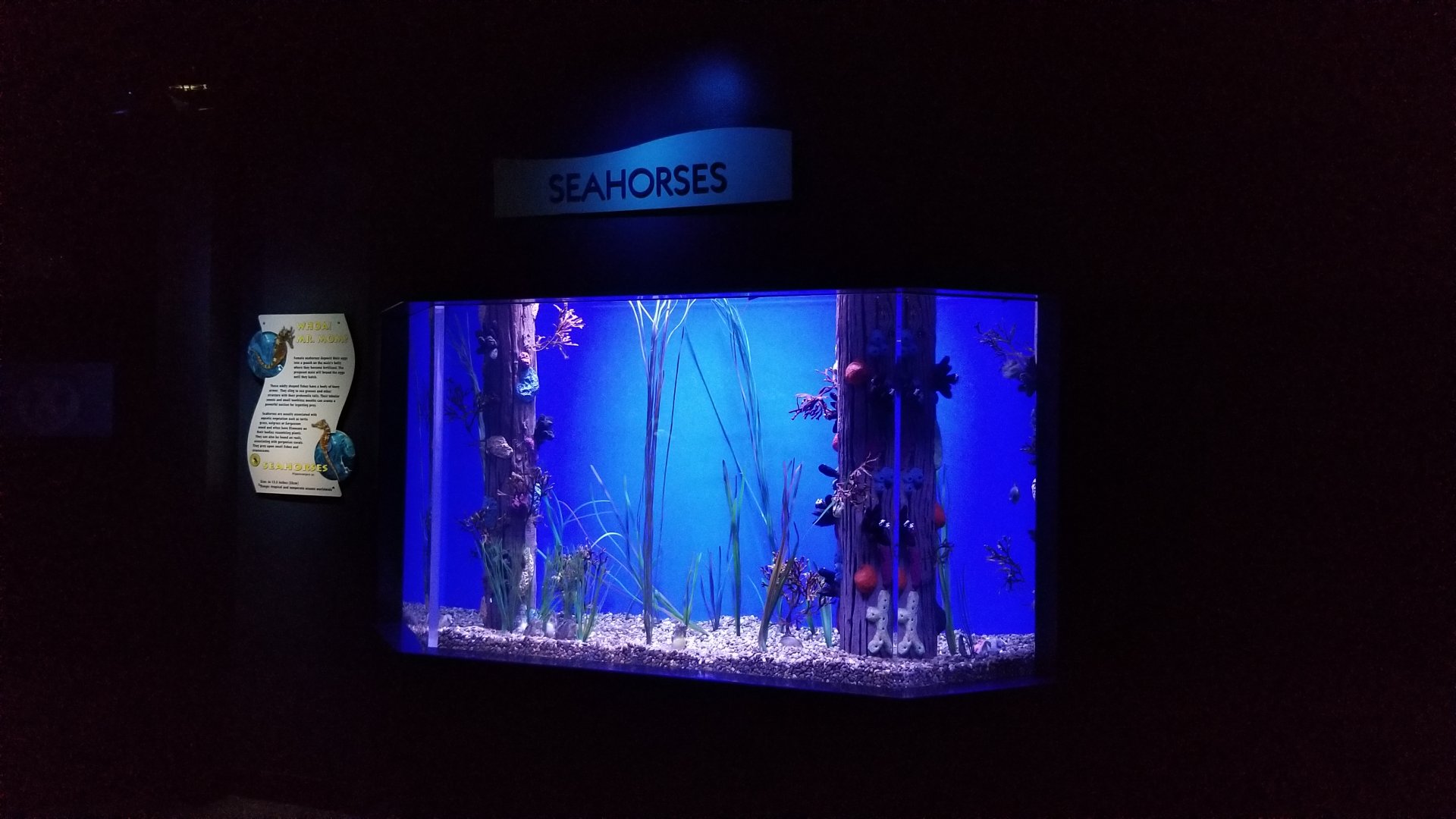 Aq of the Smokies - Seahorse tank