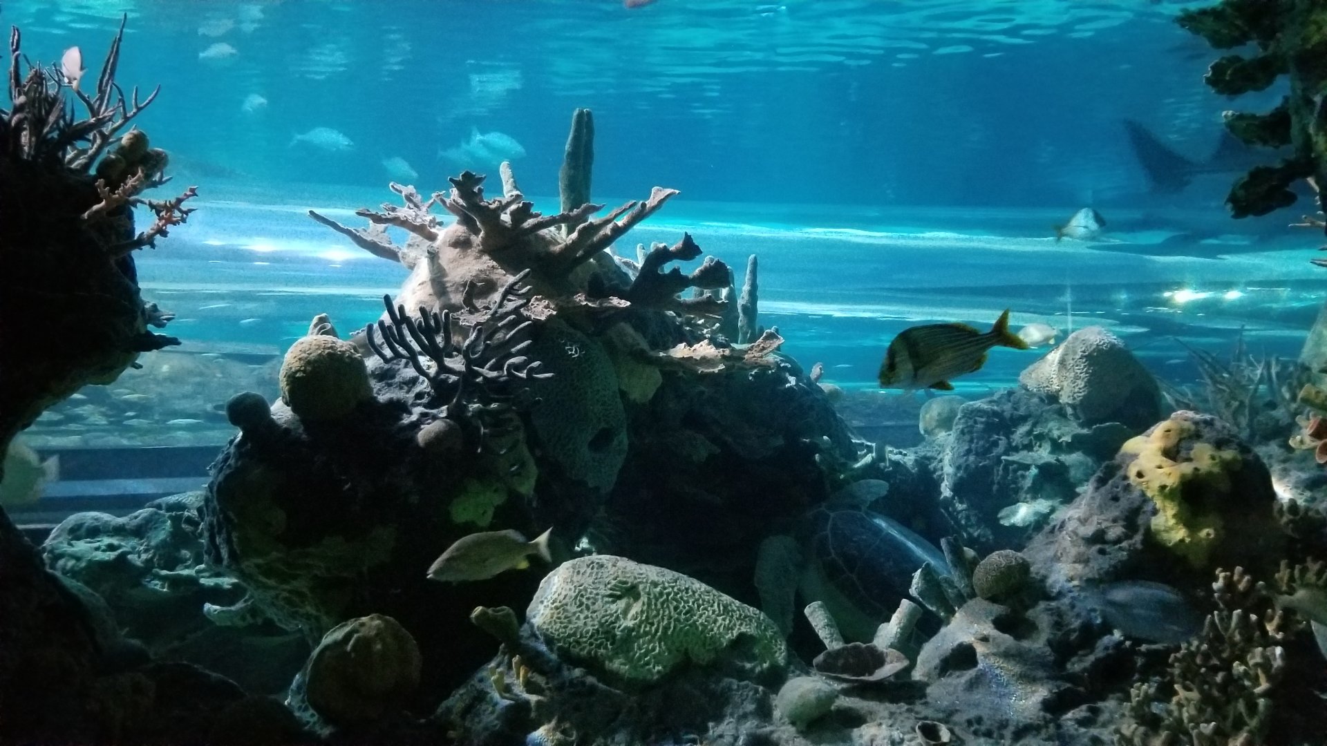 Aq of the Smokies - Shark Tunnel, Green Sea Turtle