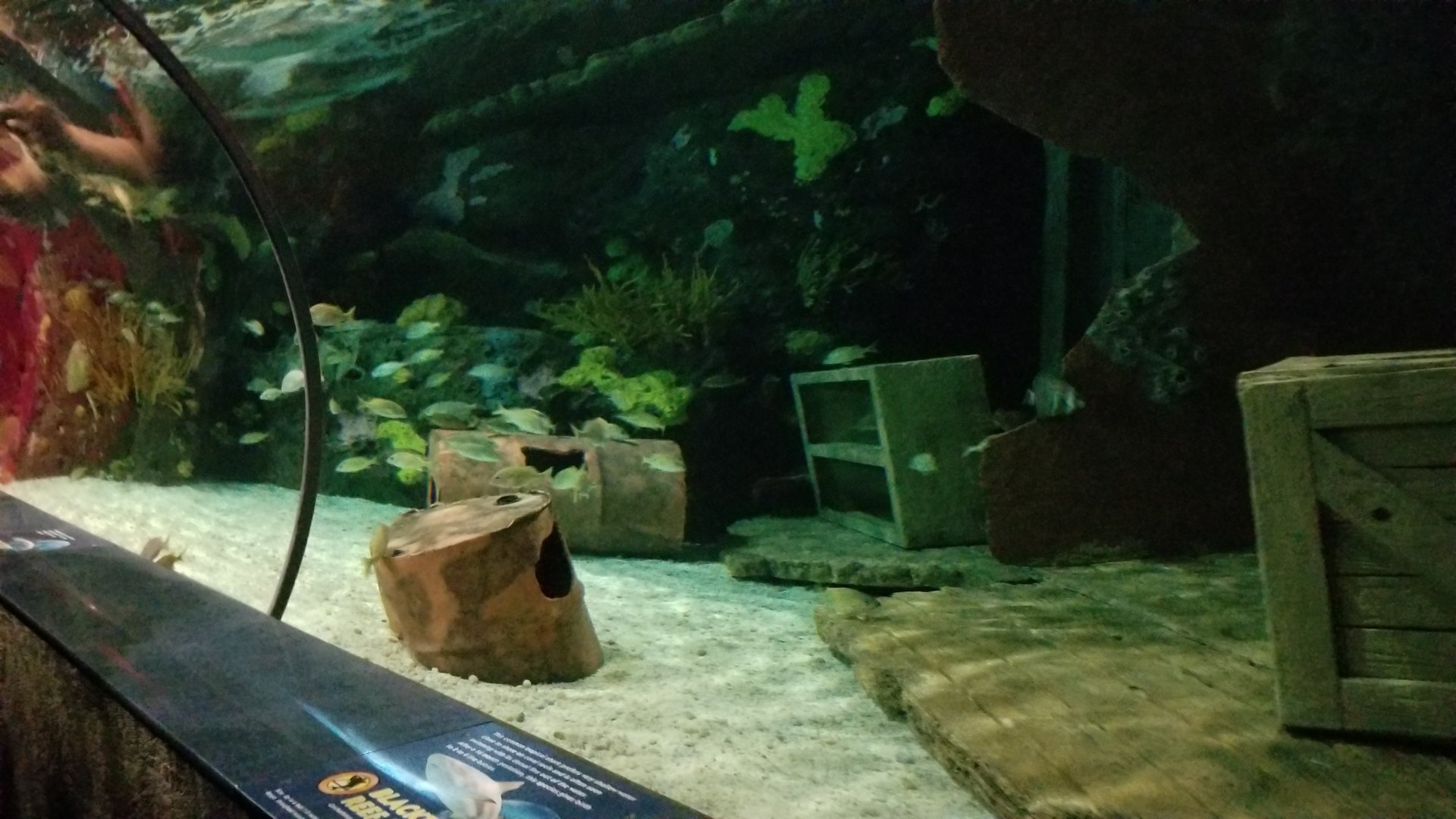 Aq of the Smokies - Shark Tunnel