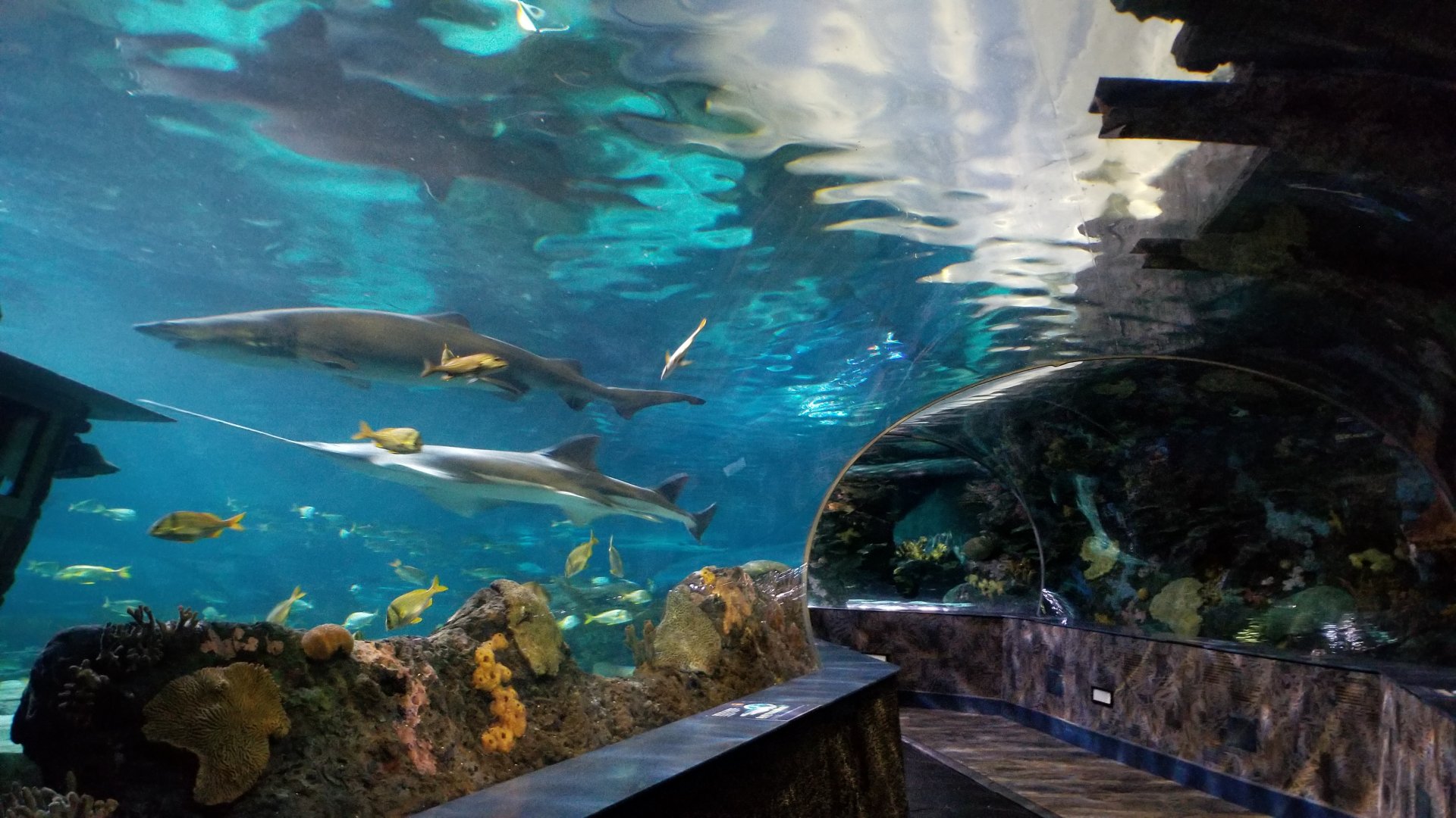 Aq of the Smokies - Shark Tunnel