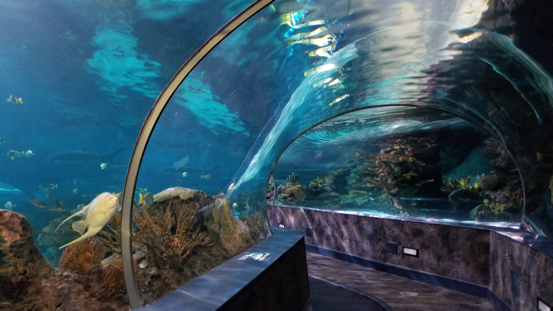 Aq of the Smokies - Shark Tunnel