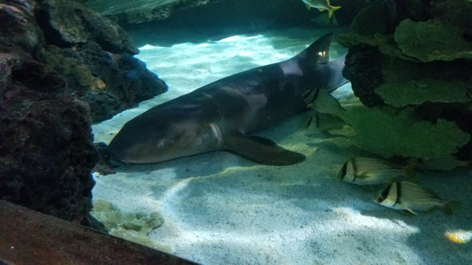 Aq of the Smokies - Shark Tunnel