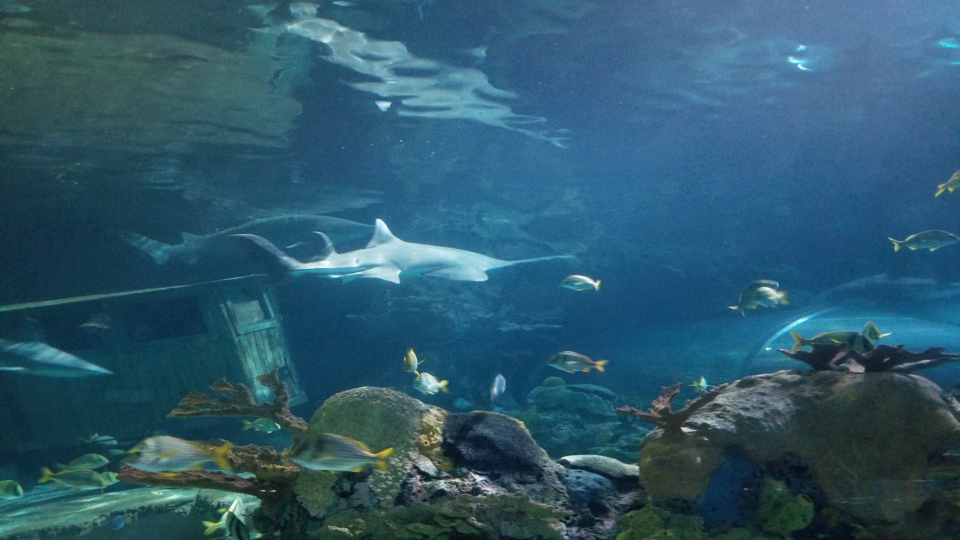 Aq of the Smokies - Shark Tunnel