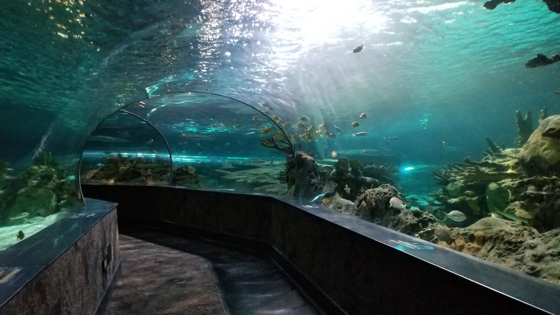 Aq of the Smokies - Shark Tunnel