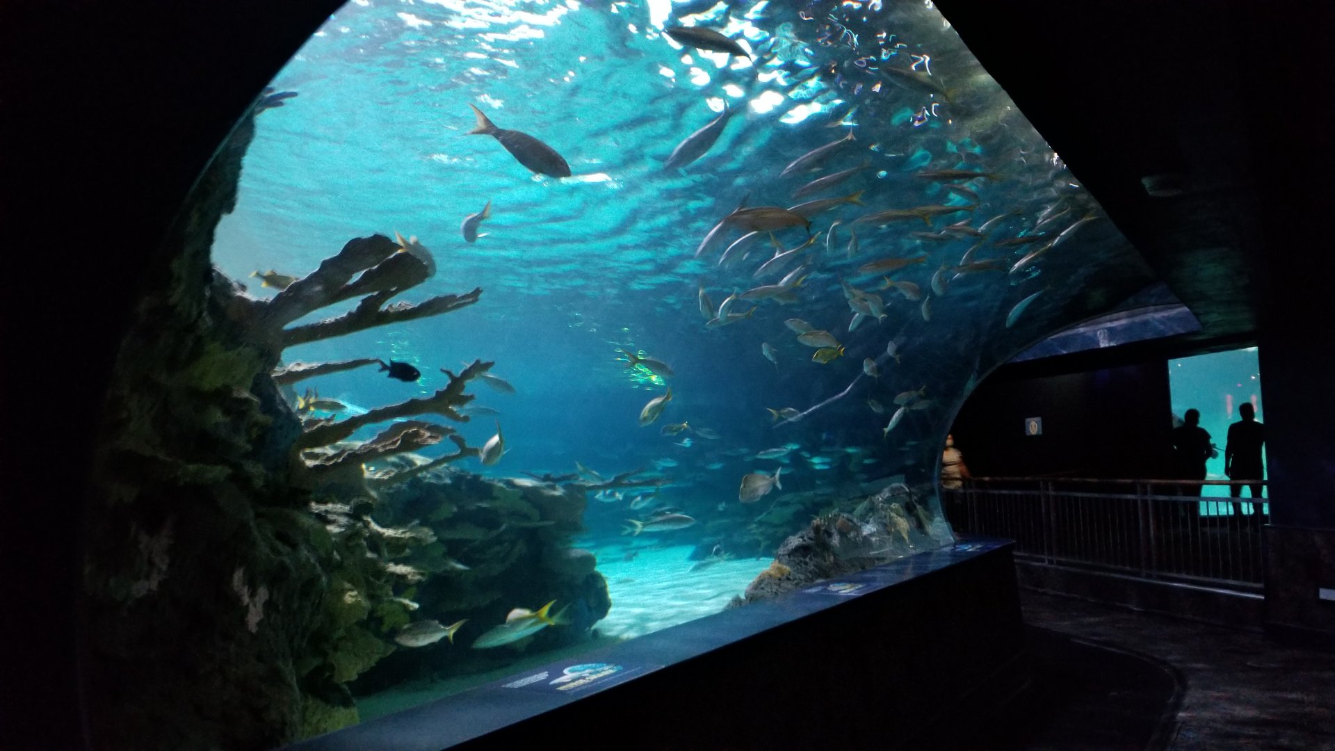 Aq of the Smokies - Shark Tunnel