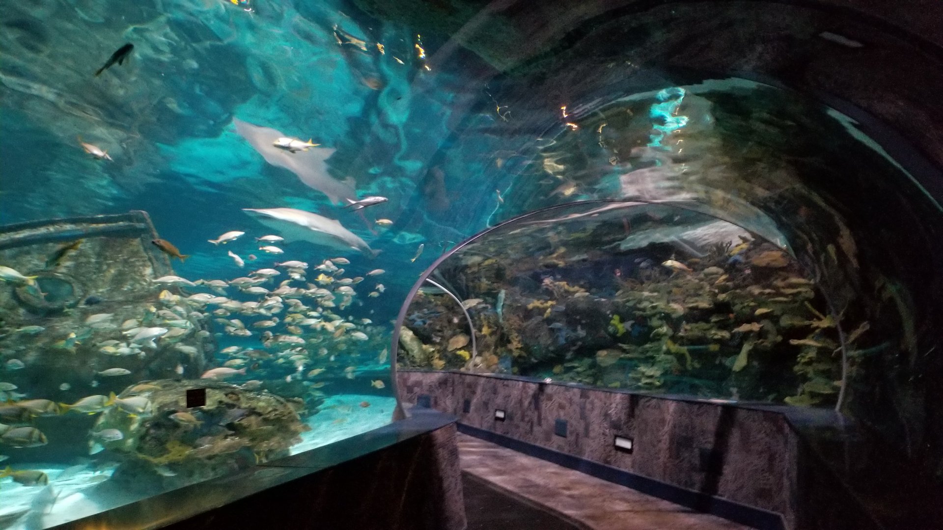 Aq of the Smokies - Shark Tunnel