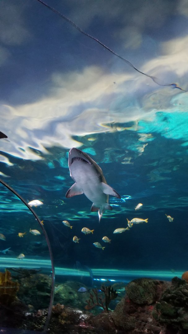 Aq of the Smokies - Shark Tunnel