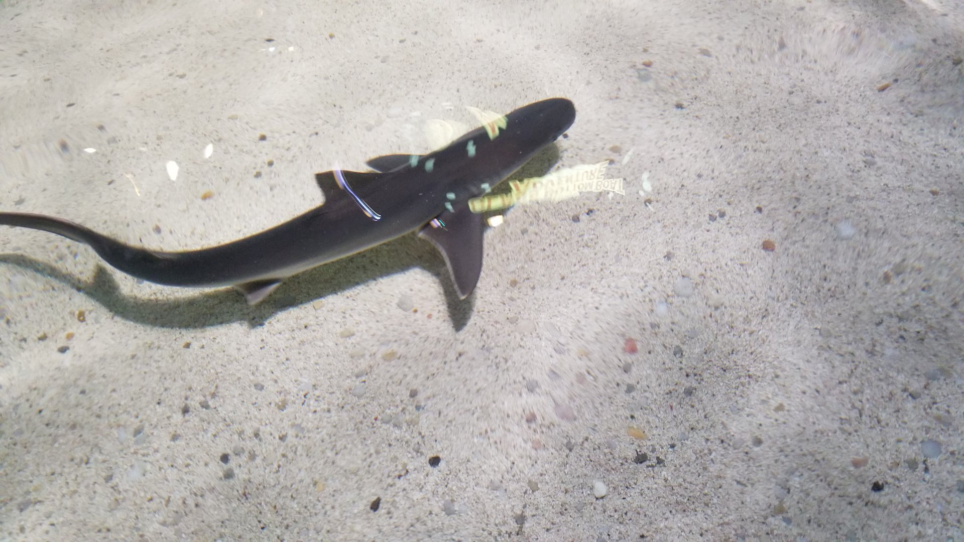 Aq of the Smokies - Shark