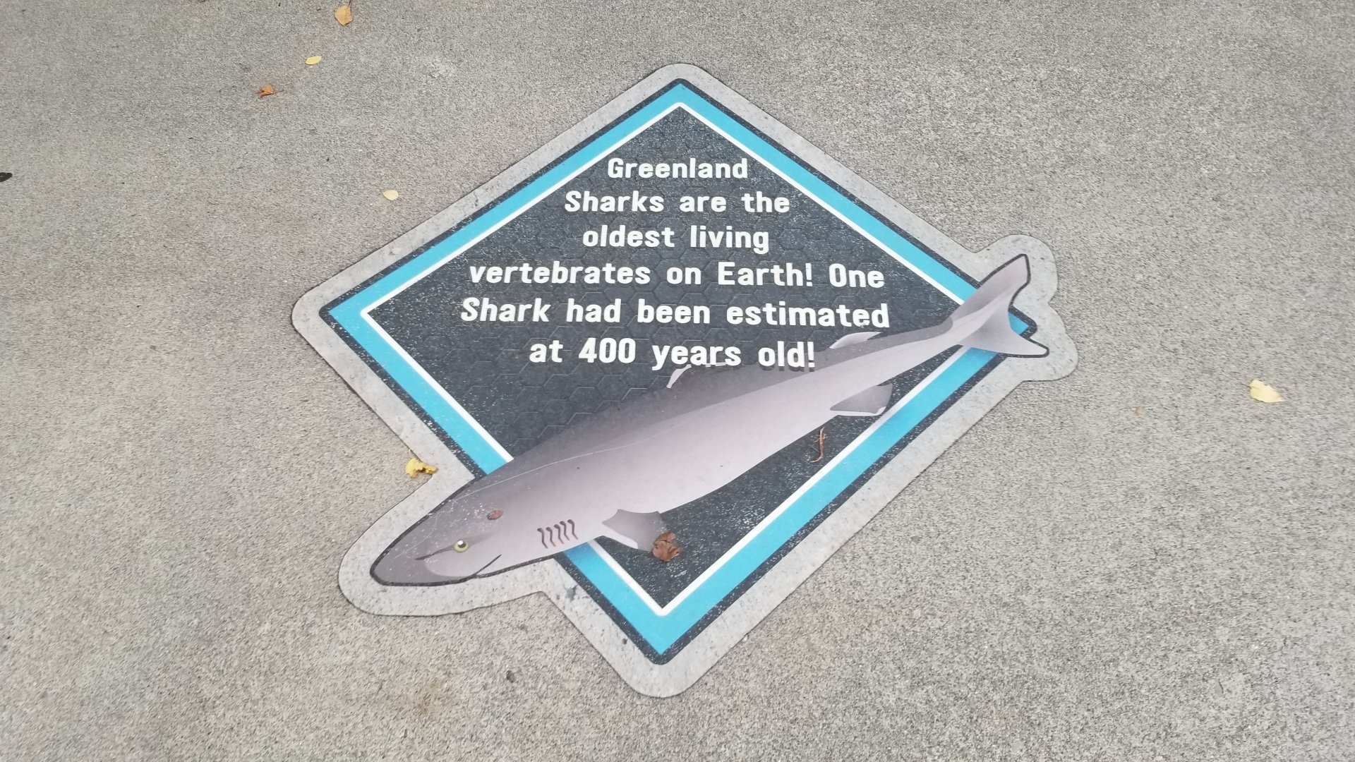 Aq of the Smokies - Signs on sidewalk