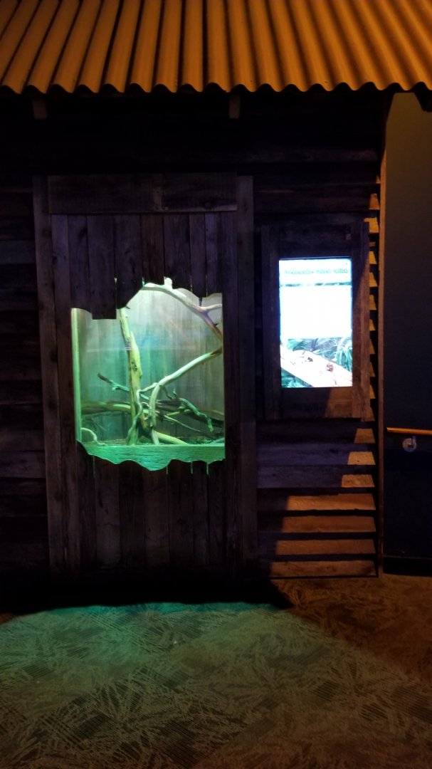 Aq of the Smokies - Solomon Island Skink