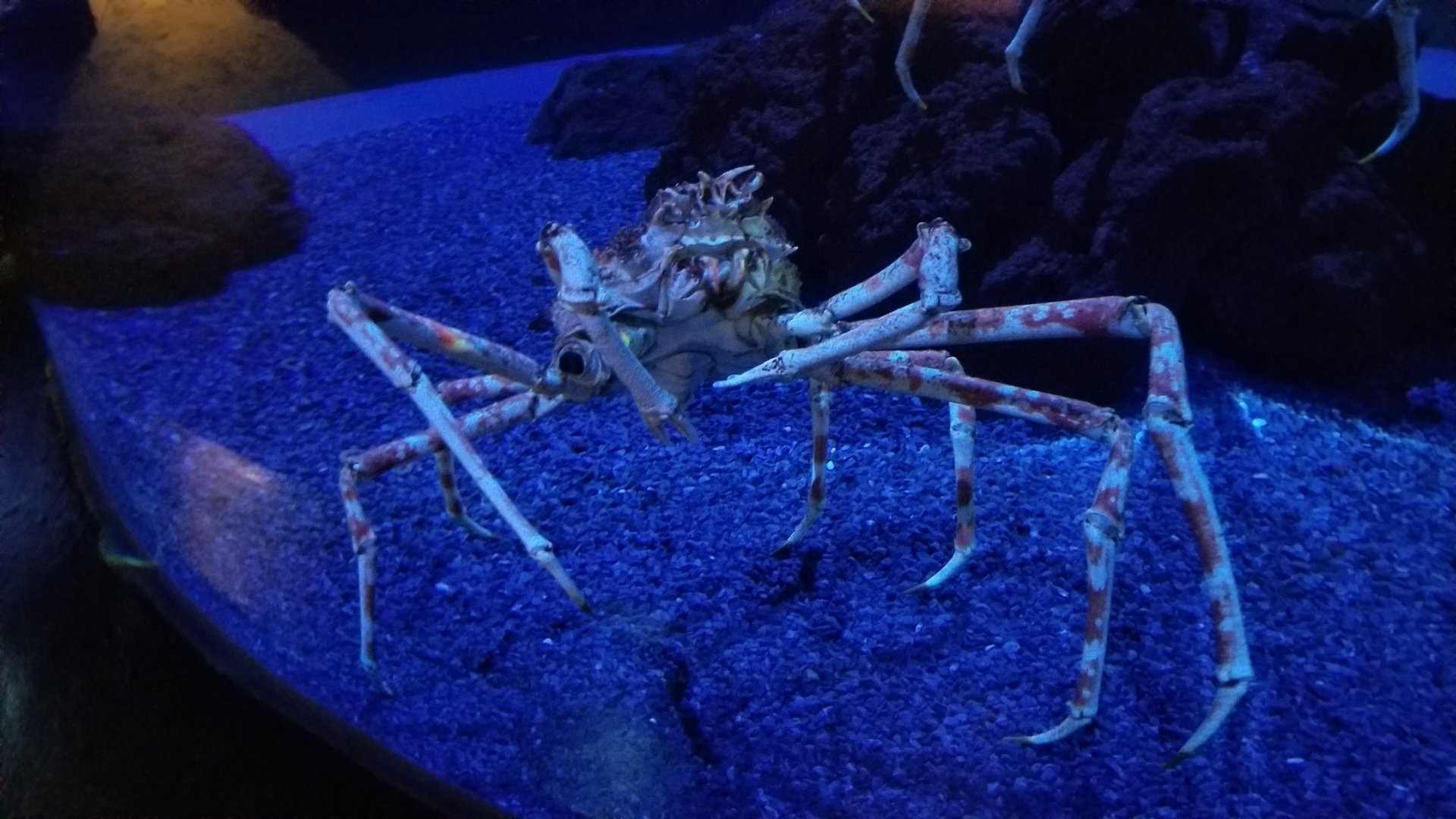 Aq of the Smokies - Spider Crab