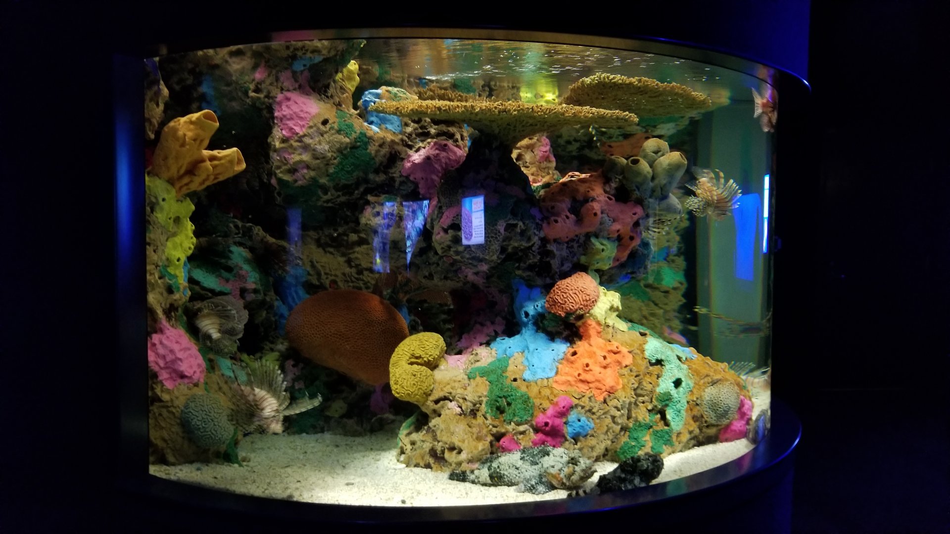 Aq of the Smokies - Spotted scorpionfish tank