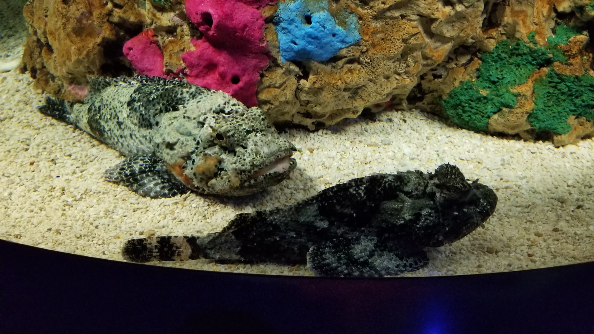 Aq of the Smokies - Spotted scorpionfish