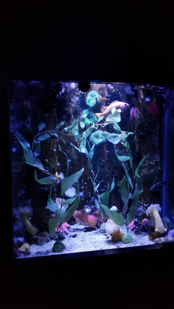 Aq of the Smokies - Swell Shark tank