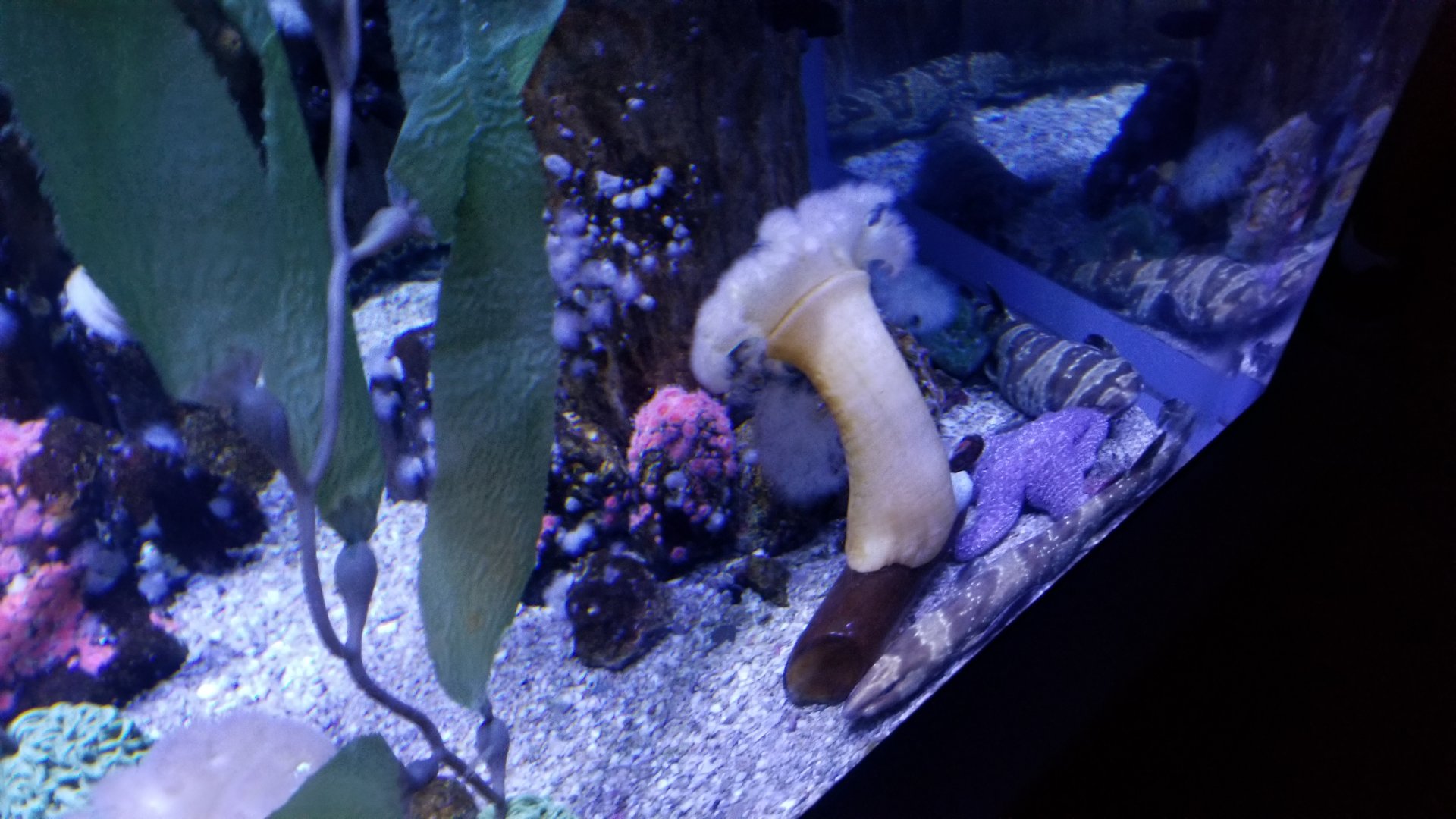 Aq of the Smokies - Swell Sharks, star