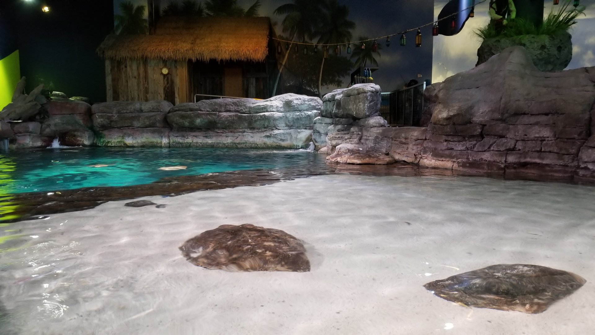 Aq of the Smokies - Touch area