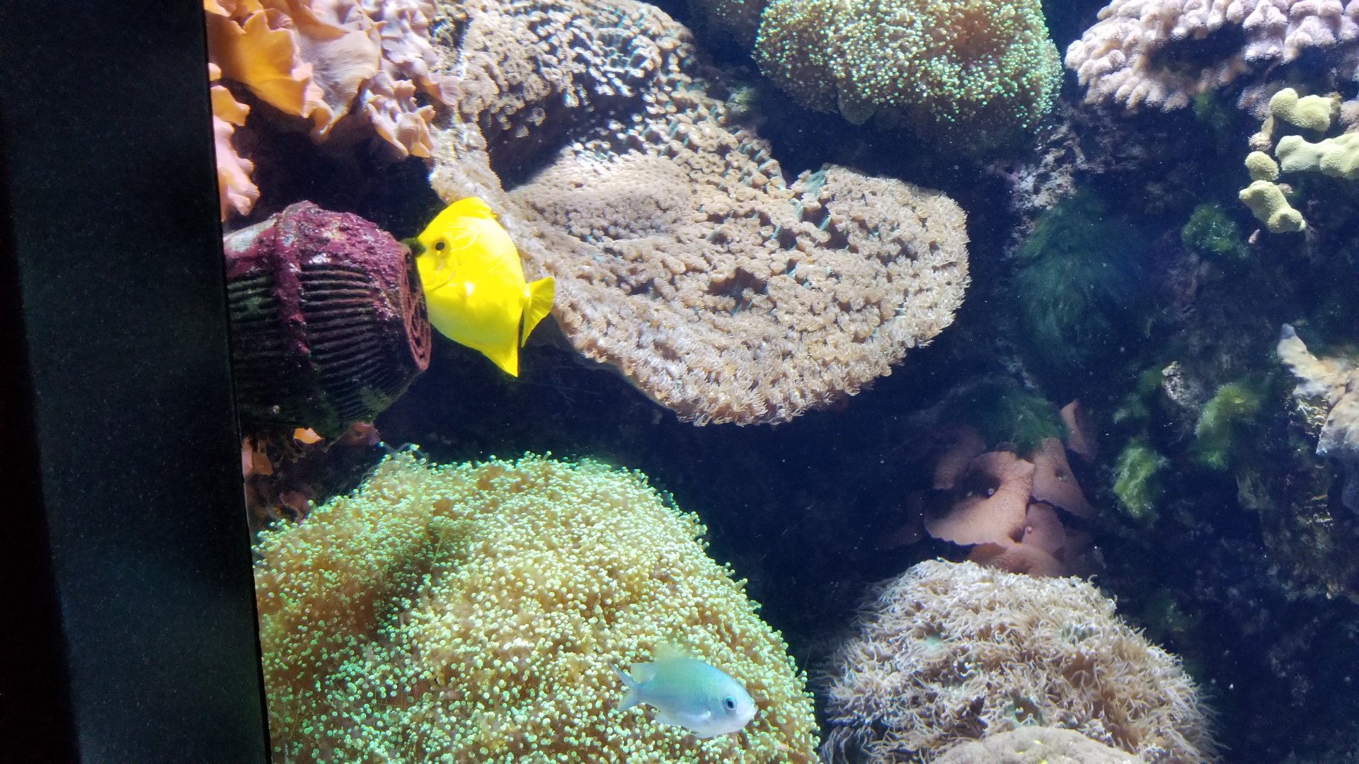 Aq of the Smokies - Unsigned invert things