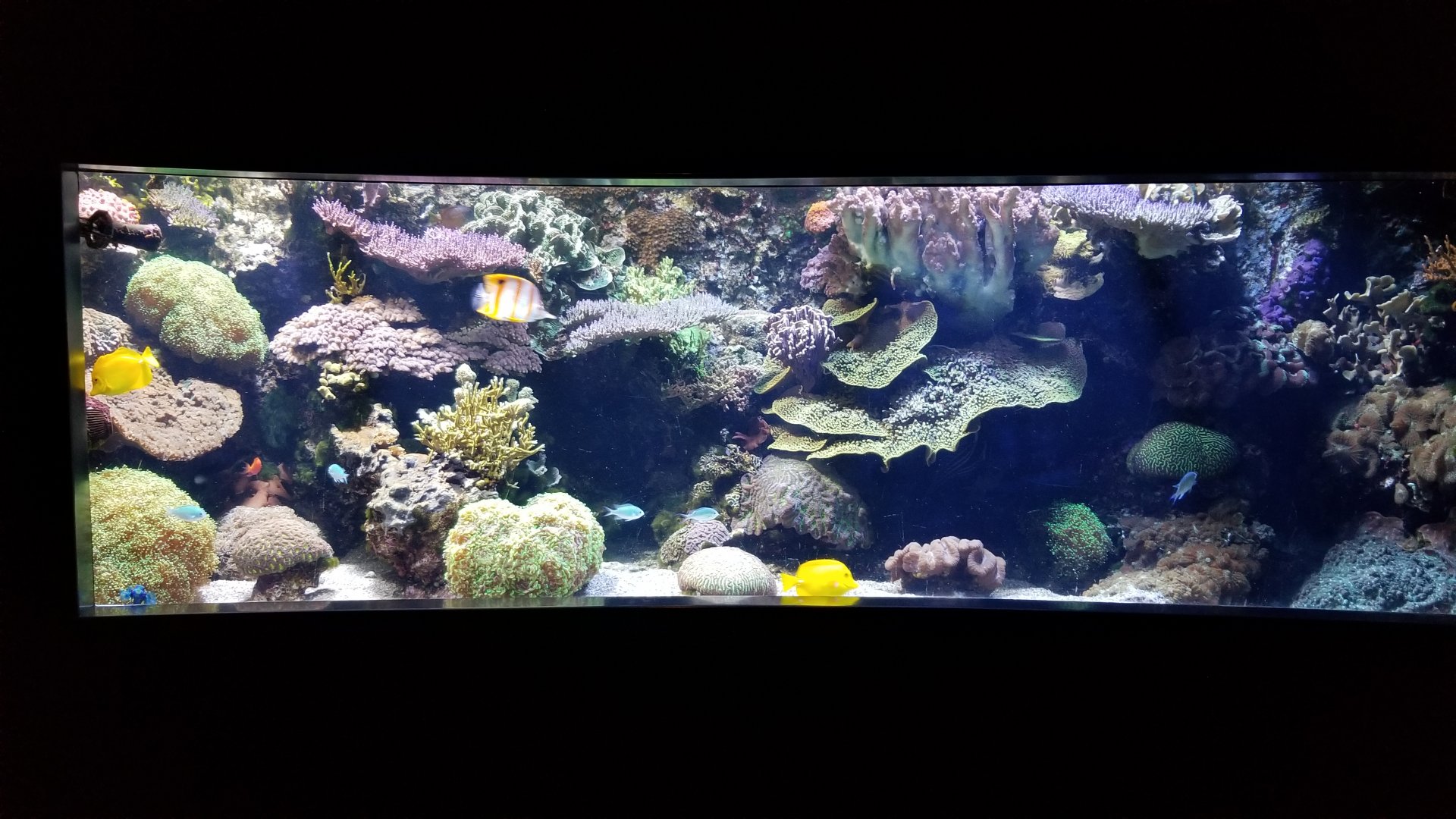 Aq of the Smokies - Unsigned tank