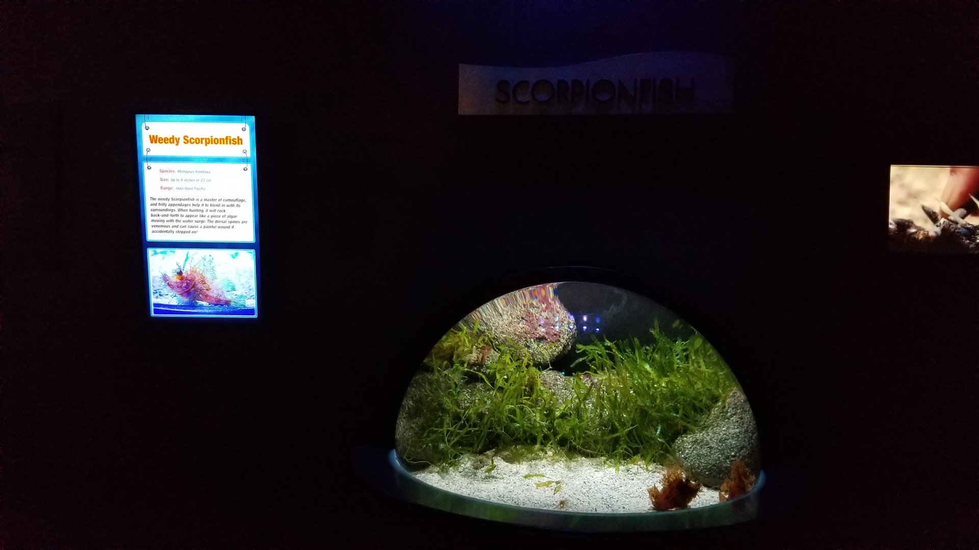 Aq of the Smokies - Weedy scorpionfish, sea goblin tank